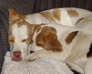 Beagle lckt sich über die Nase während er mit Welpen kuschelt